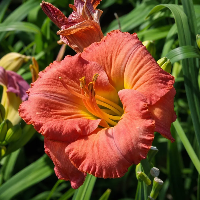 Ardor Glowing
