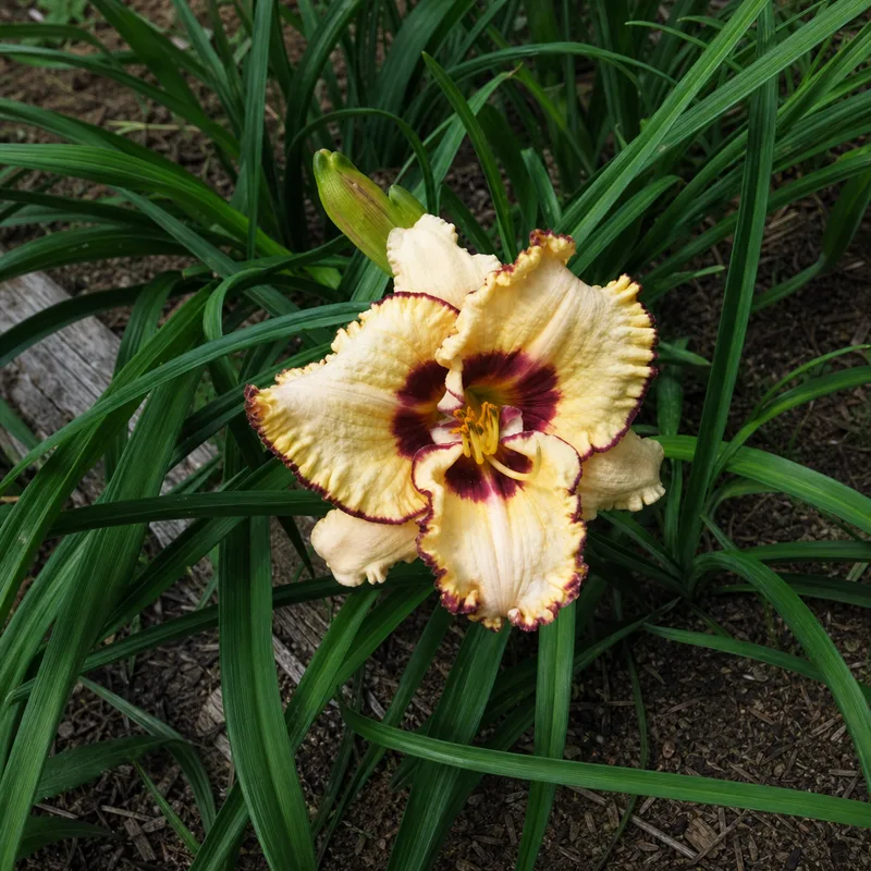 Dora Elizabeth