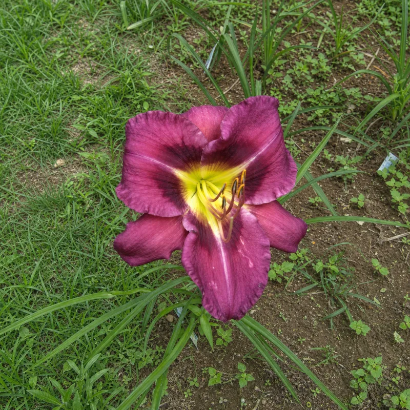 Big Purple Wonder