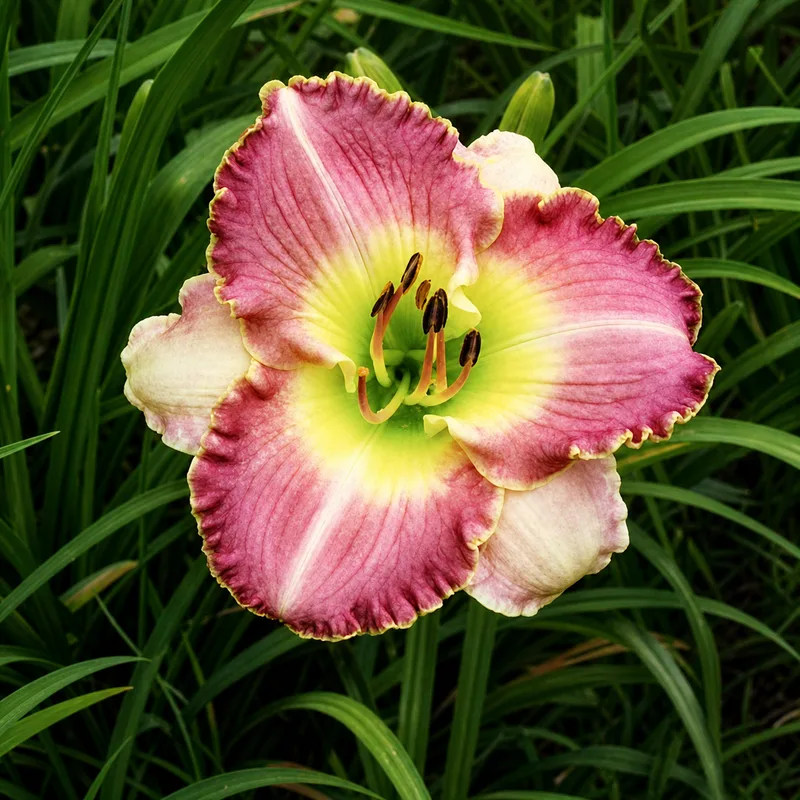 Bi-tone Beauty