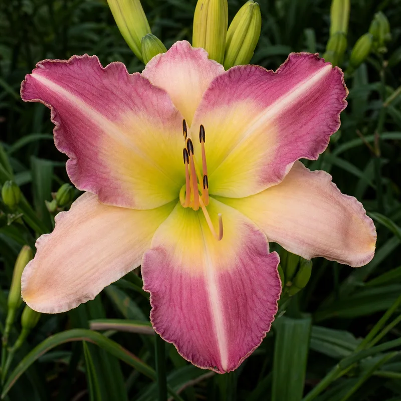 Heavenly Mr Fantastic daylily bloom