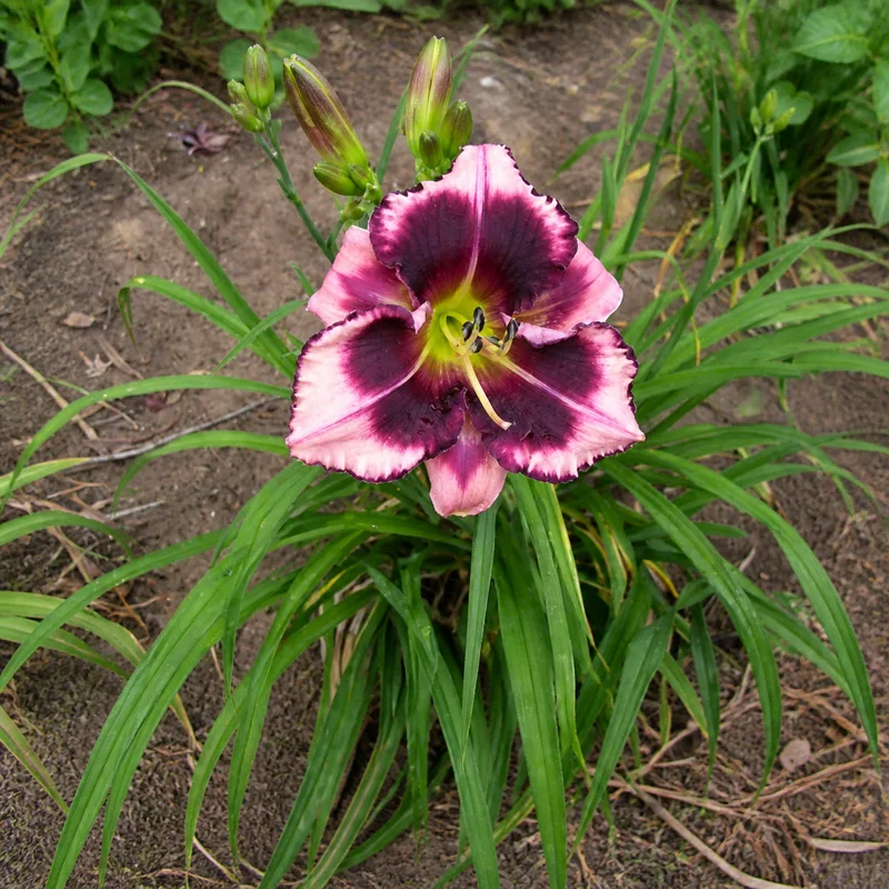 Purple Nurple