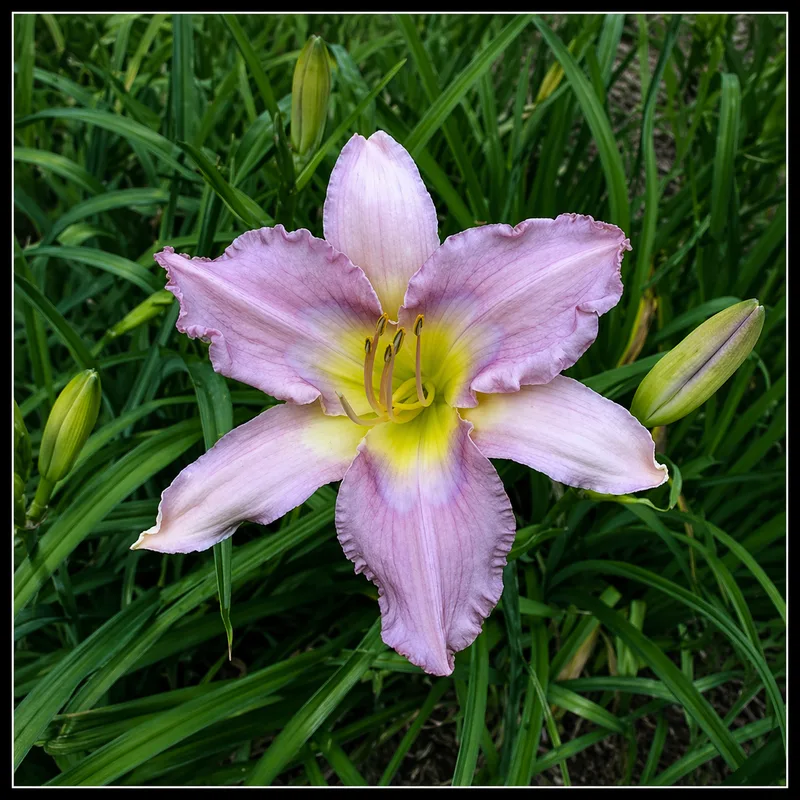 Greywoods Starlicious AHS image
