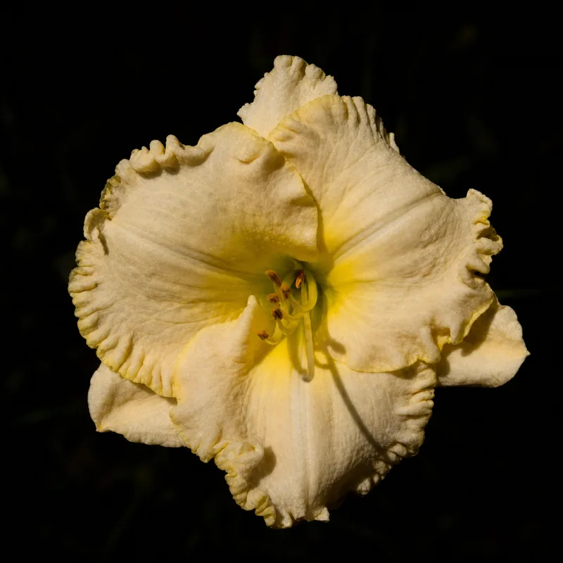 Blackwater Guilded Sunshine