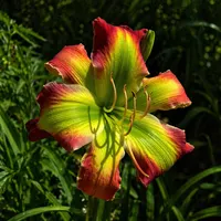 Fried Green Tomatoes AHS image