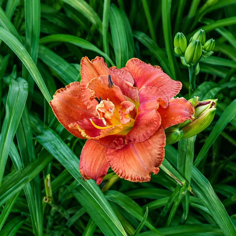 Too Hot to Hold daylily bloom