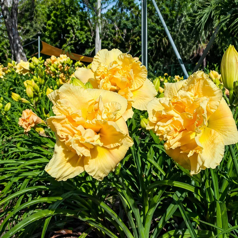 Double Vanilla Delight AHS image