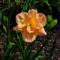 Pumpkin Giant AHS image
