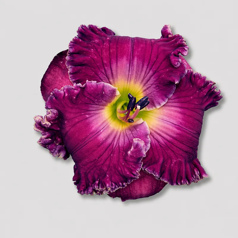Grape Pretender AHS image
