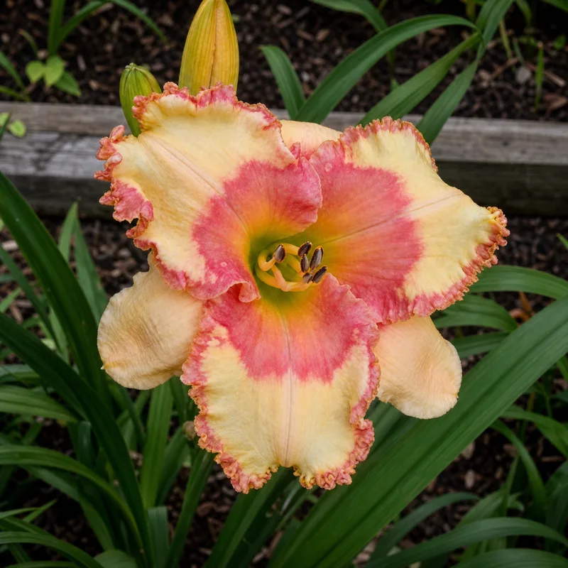 Adorned with Joy