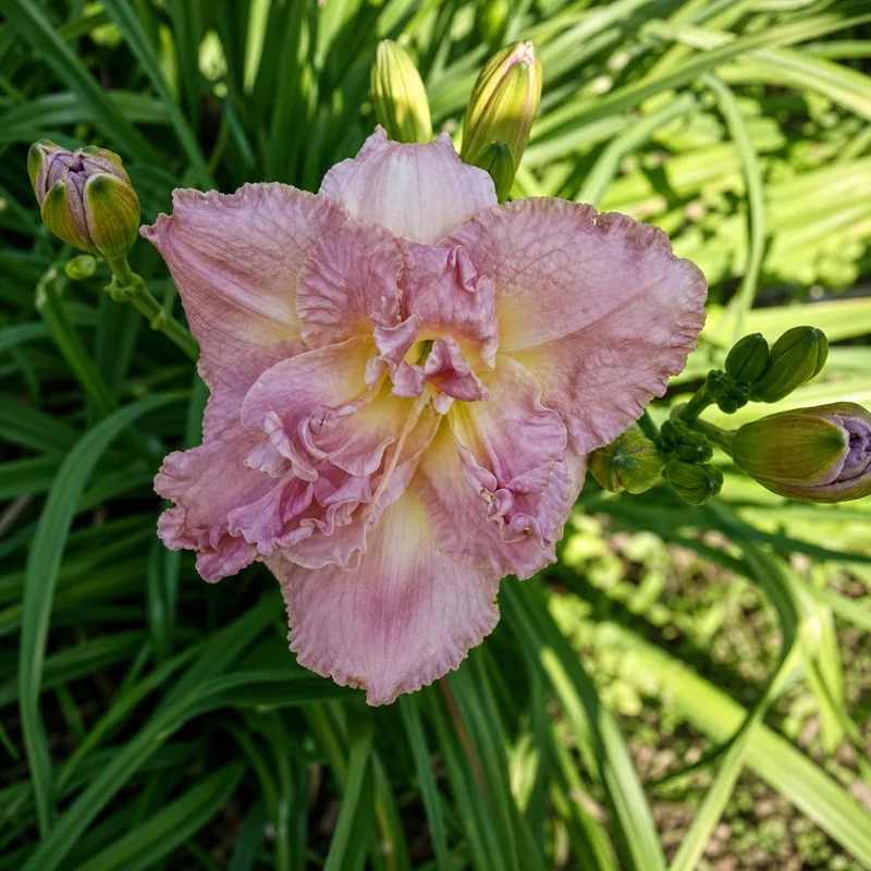 Dawn Jubilee