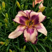 Plum Tuckered AHS image