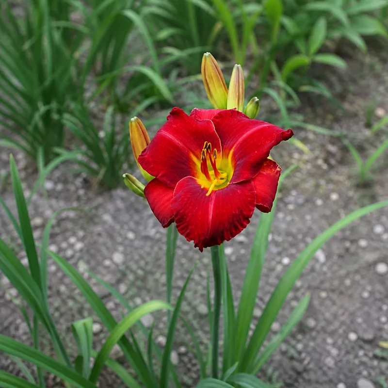 Vesuvian Ruby