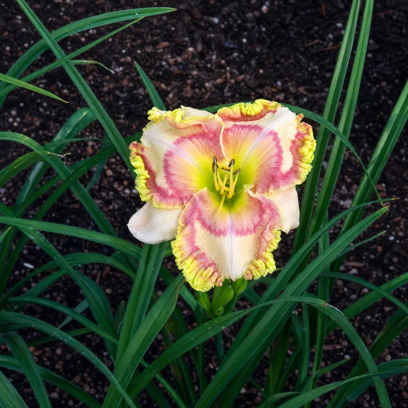 Jessica Lynn Bell daylily bloom