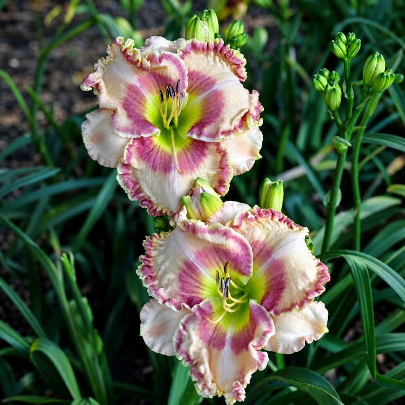 Nicole's Elephant Ear daylily bloom