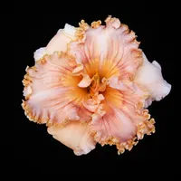 Prickly Sensation AHS image