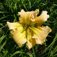 It is a Beautiful Day AHS image