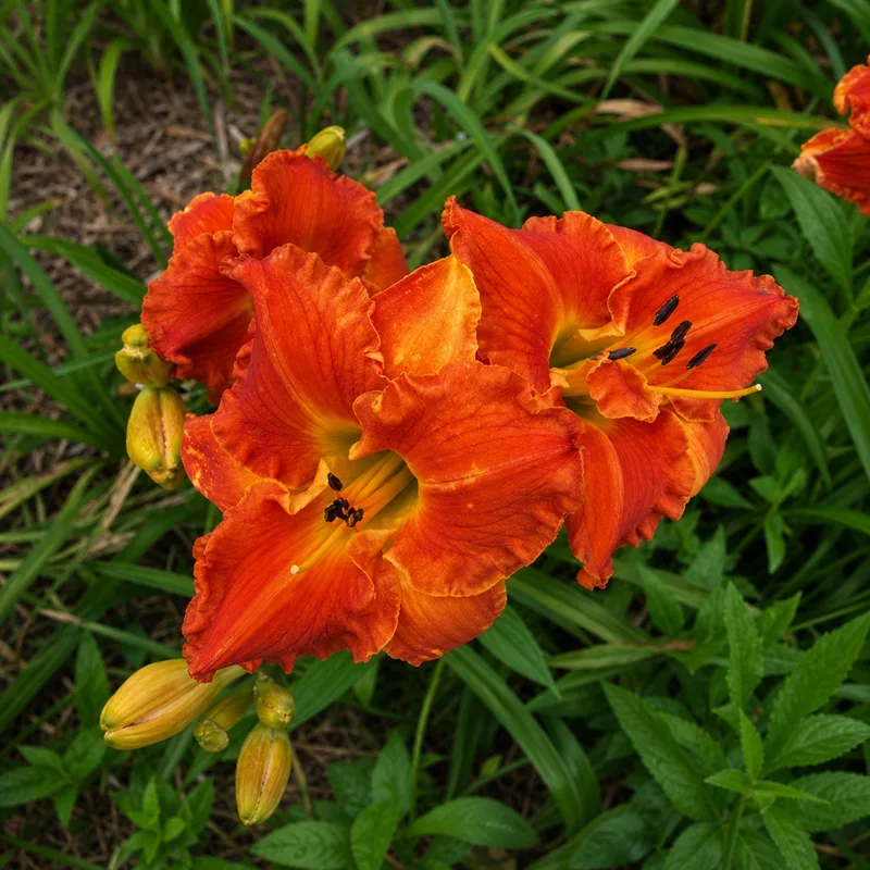 Designer Orange