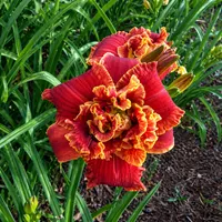 Celestial Red Hots AHS image