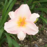 Chantilly Pink AHS image