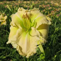Carol Van Sciver AHS image