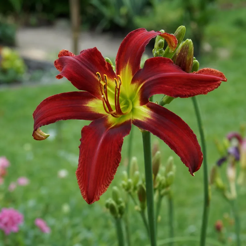 Omega Red daylily bloom