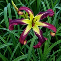 Purple Starfish AHS image