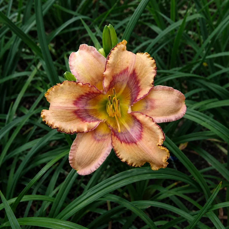 Greywoods Apache Woodsong
