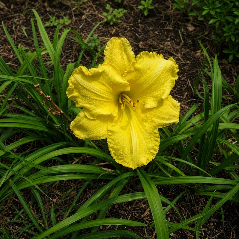 A Swell Yellow