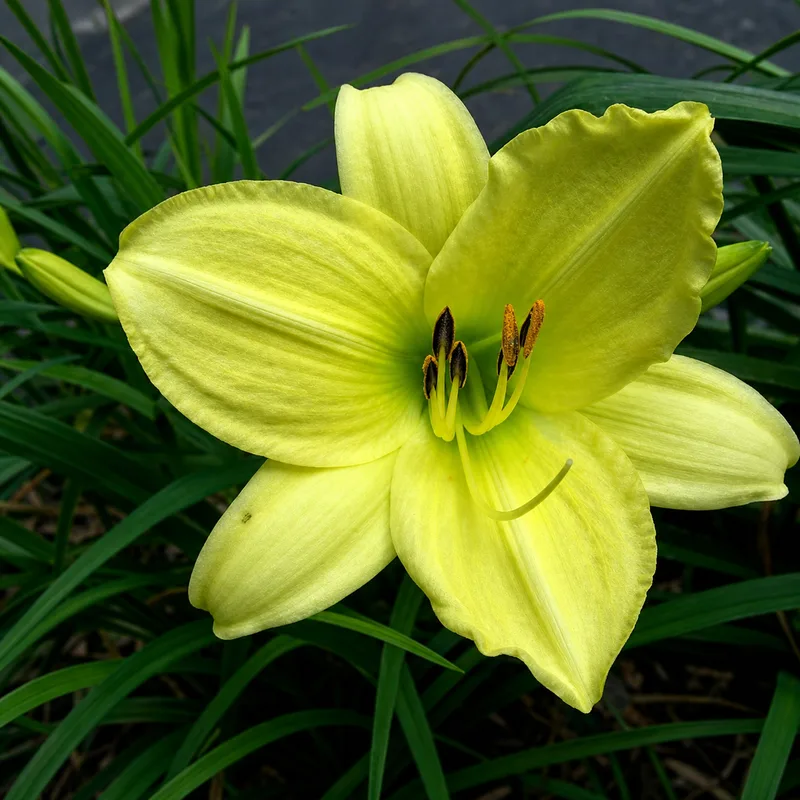Charlime