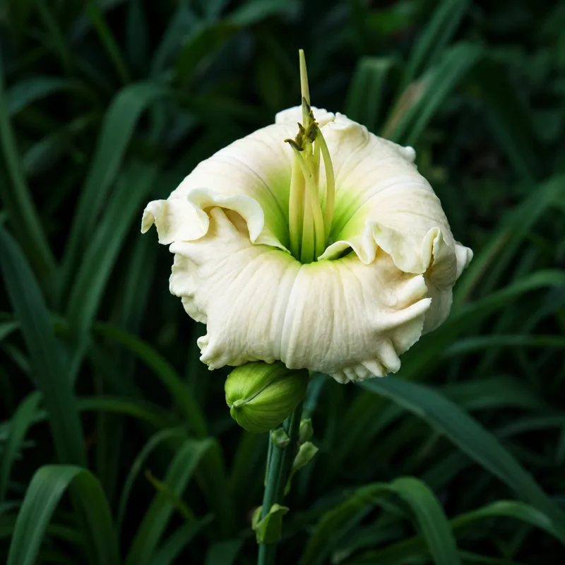 Alabaster Beauty