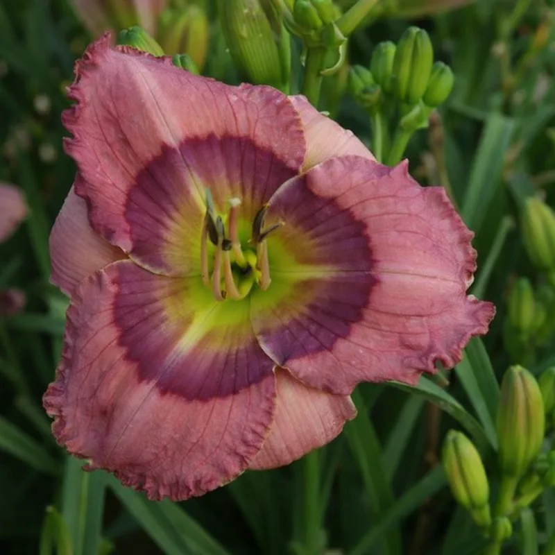 Arcane Crystal daylily bloom