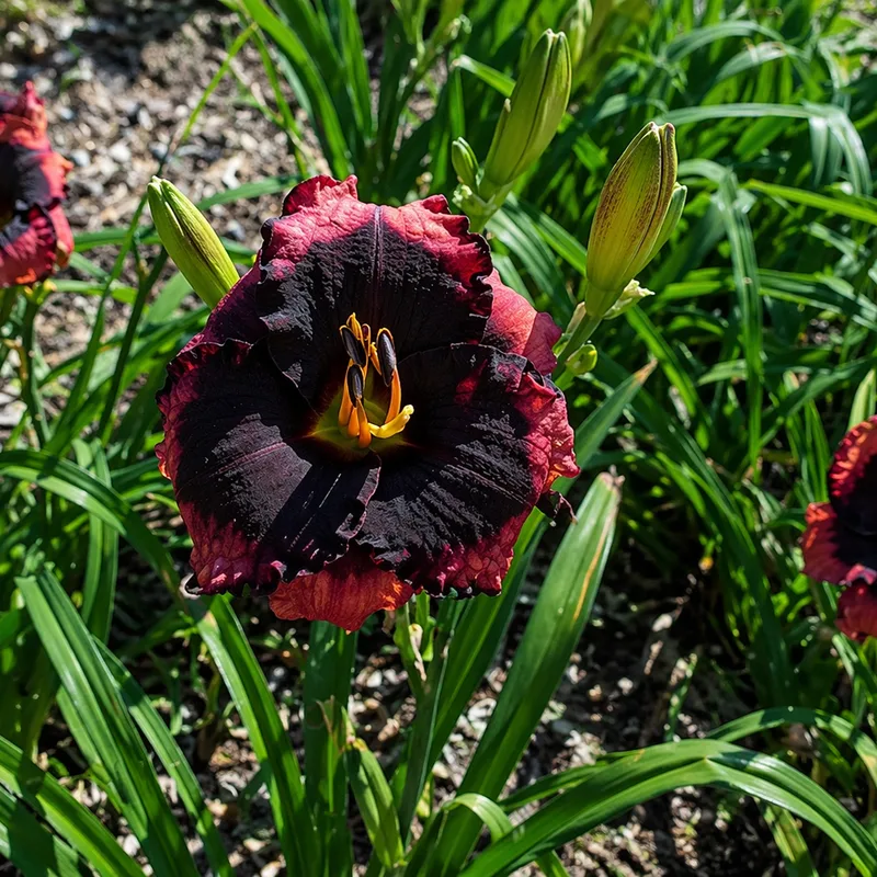 Broadway Last Mohican daylily bloom