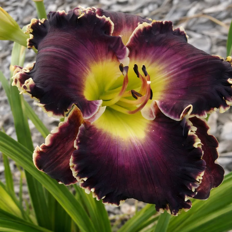 Soli Deo Gloria daylily bloom