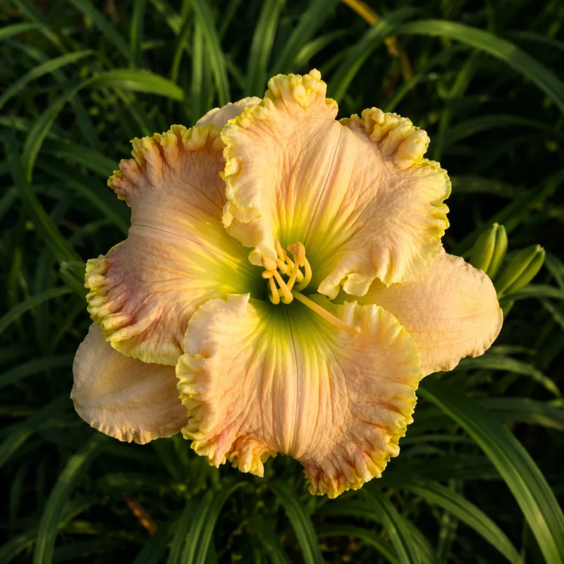 Steppin' Out with My Baby daylily bloom