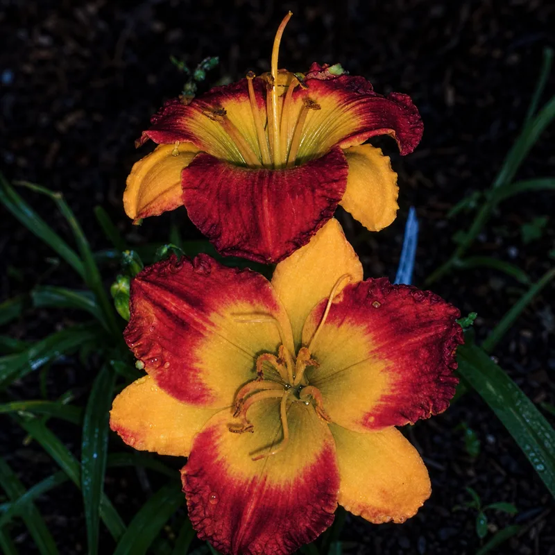 Ms Mary's Pick from fussellfarms