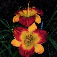 Ms Mary's Pick AHS image