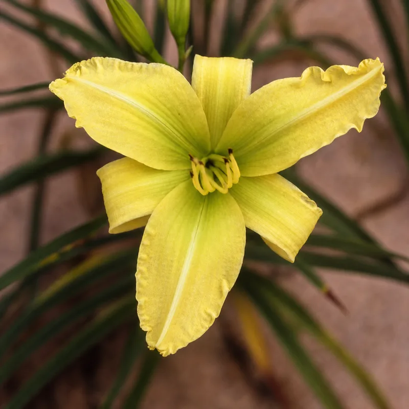 Chartreuse Triangle