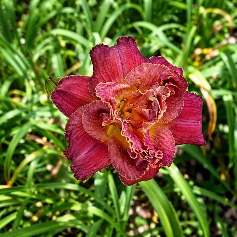 Tallahassee Two Step daylily bloom