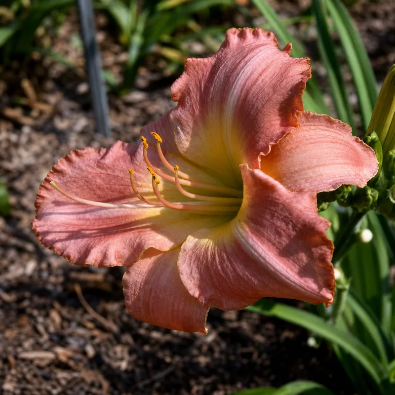 Chattahoochee Rose