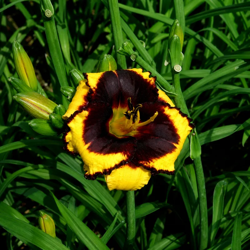 Bumble Bee Blitz