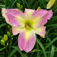 Pink Springs AHS image
