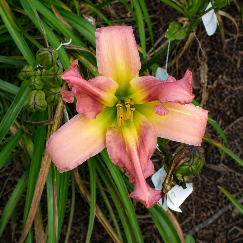 Love Tunnel daylily bloom