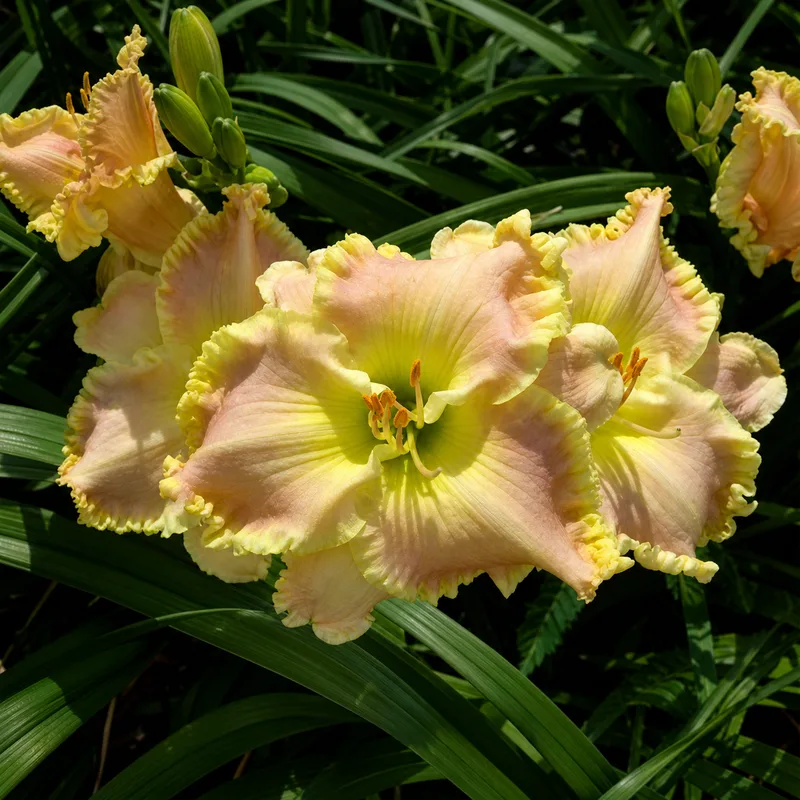 Abundantly Joyful