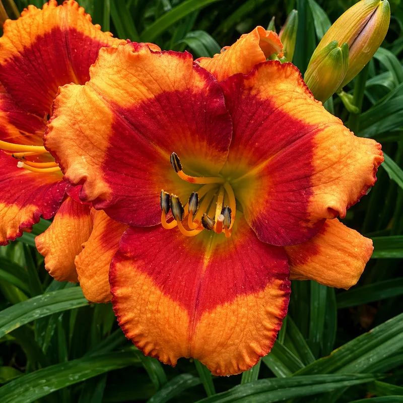 Asheville Autumn Blaze AHS image
