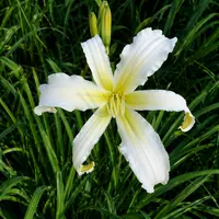 Heavenly Snow White AHS image