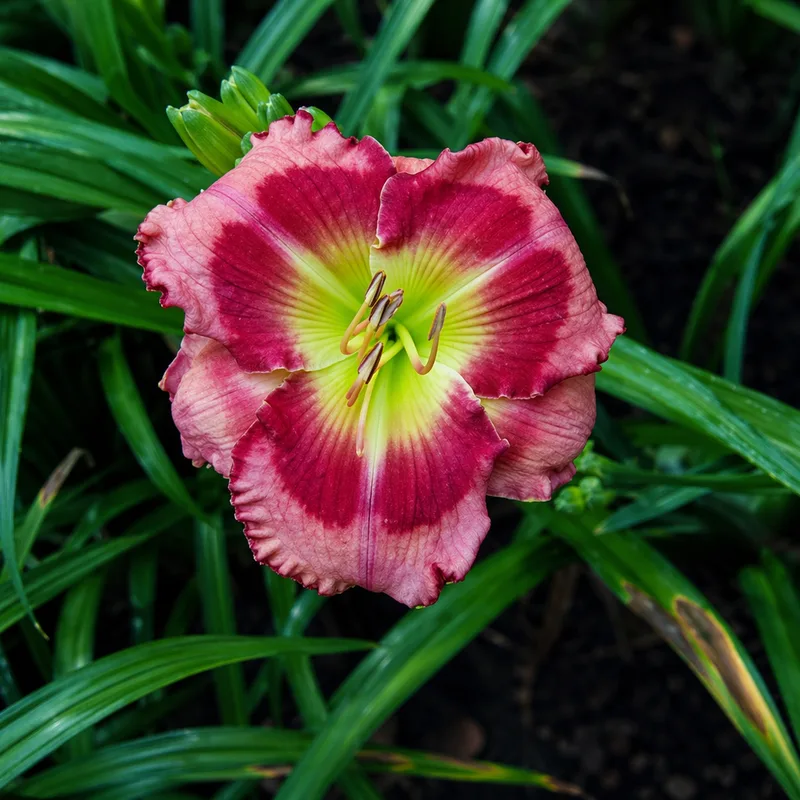 Breakfast With Santa daylily bloom