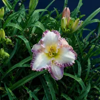 Orchid Island AHS image