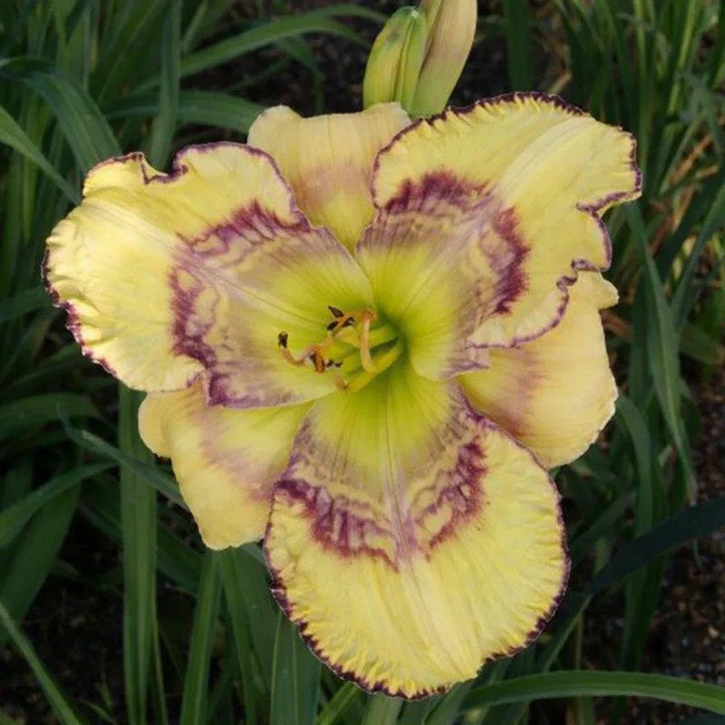 Lemon Zebra AHS image