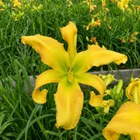 Natural Delight AHS image